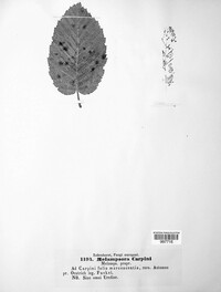 Melampsoridium carpini image